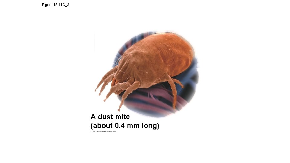 Figure 18. 11 C_3 A dust mite (about 0. 4 mm long) 