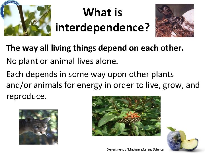 What is interdependence? The way all living things depend on each other. No plant