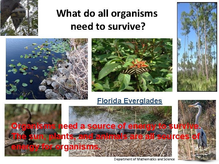 What do all organisms need to survive? Florida Everglades Organisms need a source of