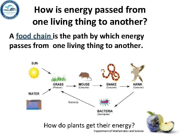 How is energy passed from one living thing to another? A food chain is