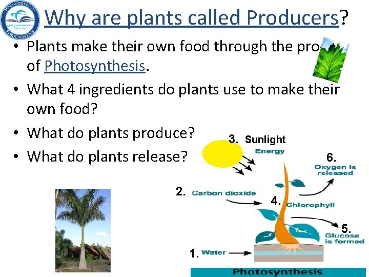 Why are plants called Producers? • Plants make their own food through the process