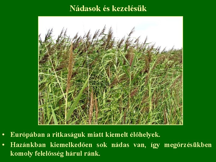 Nádasok és kezelésük • Európában a ritkaságuk miatt kiemelt élőhelyek. • Hazánkban kiemelkedően sok