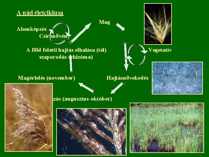 A nád életciklusa Mag Alomképzés Csíranövény A föld feletti hajtás elhalása (tél) szaporodás (rhizóma)