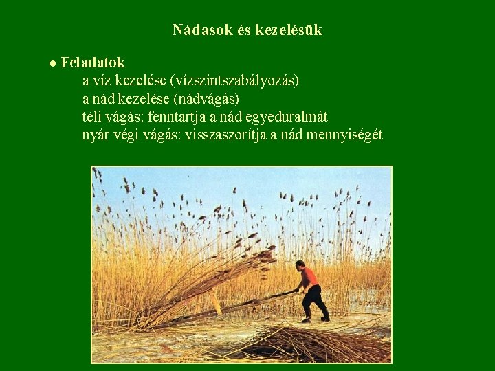 Nádasok és kezelésük ● Feladatok a víz kezelése (vízszintszabályozás) a nád kezelése (nádvágás) téli