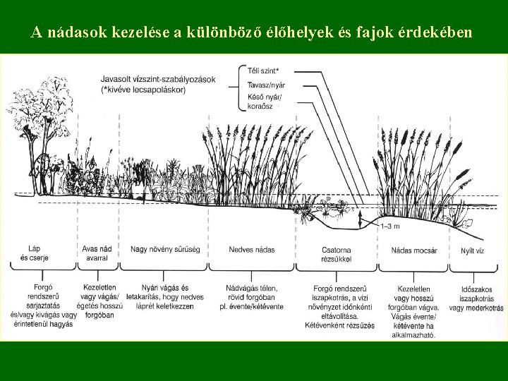 A nádasok kezelése a különböző élőhelyek és fajok érdekében 