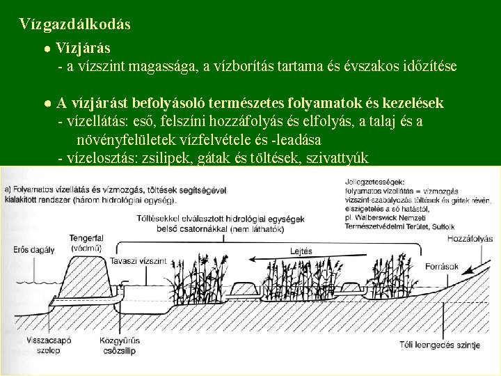 Vízgazdálkodás ● Vízjárás - a vízszint magassága, a vízborítás tartama és évszakos időzítése ●