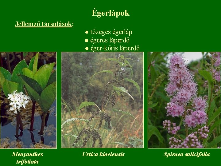 Égerlápok Jellemző társulások: ● tőzeges égerláp ● égeres láperdő ● éger-kőris láperdő Menyanthes trifoliata