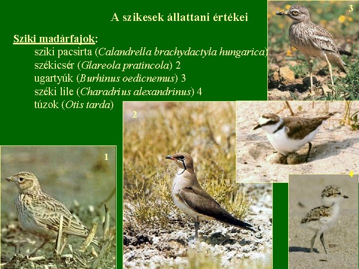 A szikesek állattani értékei 3 Sziki madárfajok: sziki pacsirta (Calandrella brachydactyla hungarica) 1 székicsér