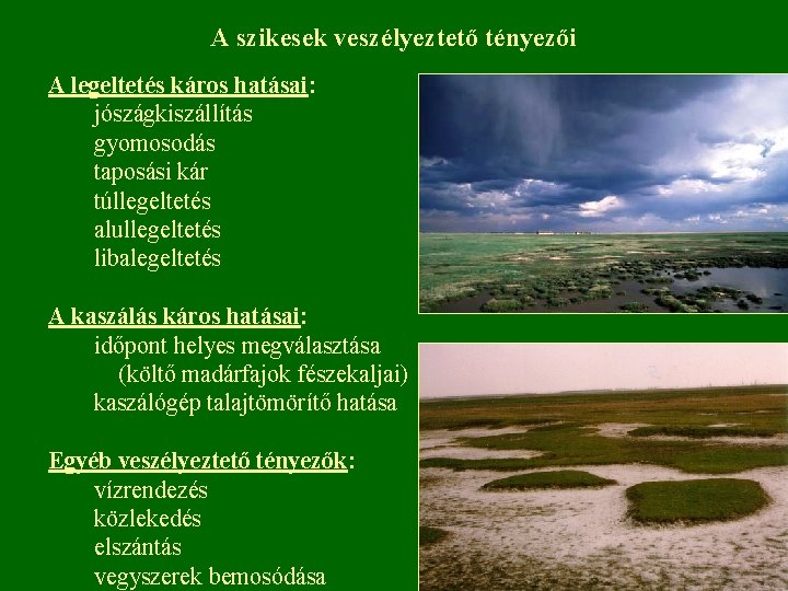 A szikesek veszélyeztető tényezői A legeltetés káros hatásai: jószágkiszállítás gyomosodás taposási kár túllegeltetés alullegeltetés