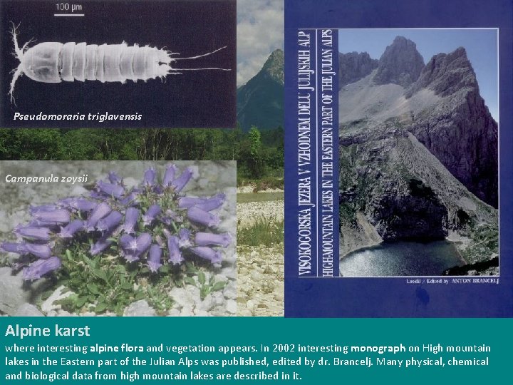 Pseudomoraria triglavensis Campanula zoysii Myricaria germanica Alpine karst where interesting alpine flora and vegetation