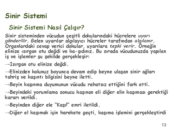 Sinir Sistemi Nasıl Çalışır? Sinir sisteminden vücudun çeşitli dokularındaki hücrelere uyarı gönderilir. Gelen uyarılar