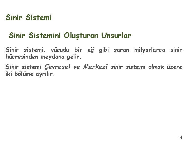 Sinir Sistemini Oluşturan Unsurlar Sinir sistemi, vücudu bir ağ gibi saran milyarlarca sinir hücresinden