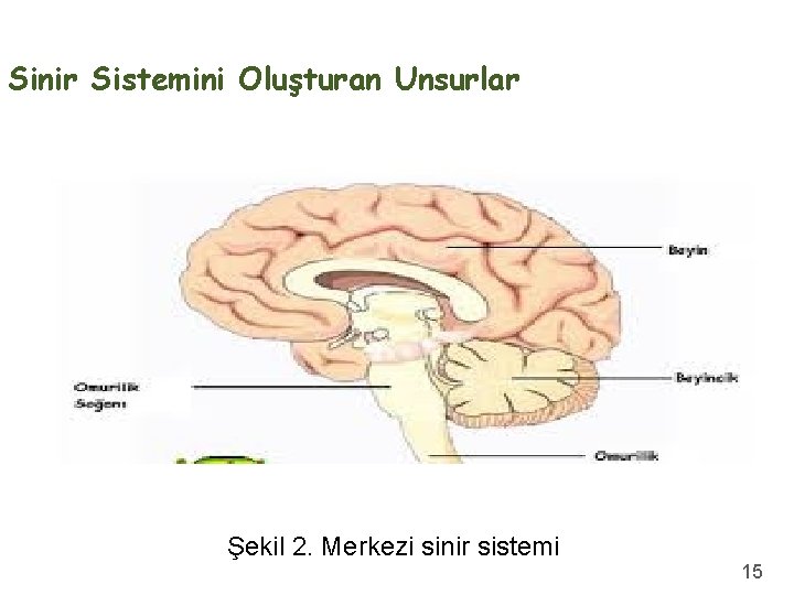 Sinir Sistemini Oluşturan Unsurlar Şekil 2. Merkezi sinir sistemi 15 