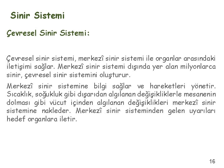 Sinir Sistemi Çevresel Sinir Sistemi: Çevresel sinir sistemi, merkezî sinir sistemi ile organlar arasındaki