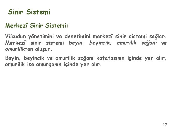 Sinir Sistemi Merkezî Sinir Sistemi: Vücudun yönetimini ve denetimini merkezî sinir sistemi sağlar. Merkezî