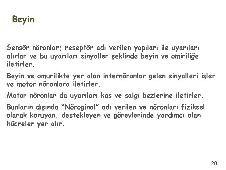 Beyin Sensör nöronlar; reseptör adı verilen yapıları ile uyarıları alırlar ve bu uyarıları sinyaller