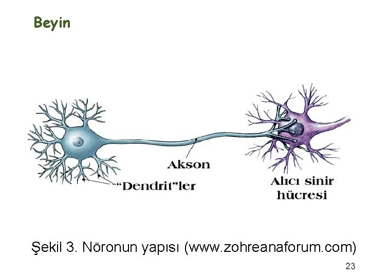 Beyin Şekil 3. Nöronun yapısı (www. zohreanaforum. com) 23 