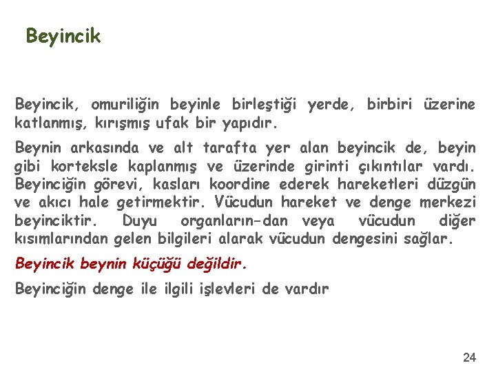 Beyincik, omuriliğin beyinle birleştiği yerde, birbiri üzerine katlanmış, kırışmış ufak bir yapıdır. Beynin arkasında