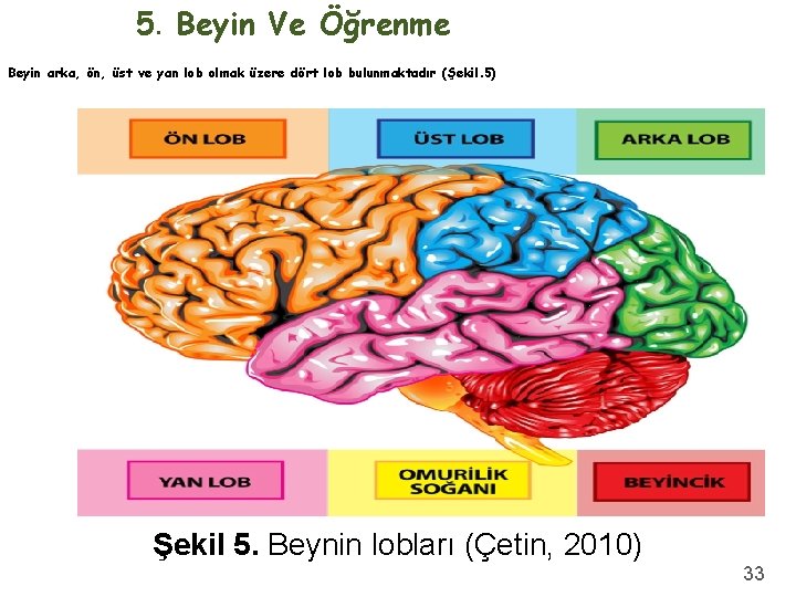 5. Beyin Ve Öğrenme Beyin arka, ön, üst ve yan lob olmak üzere dört