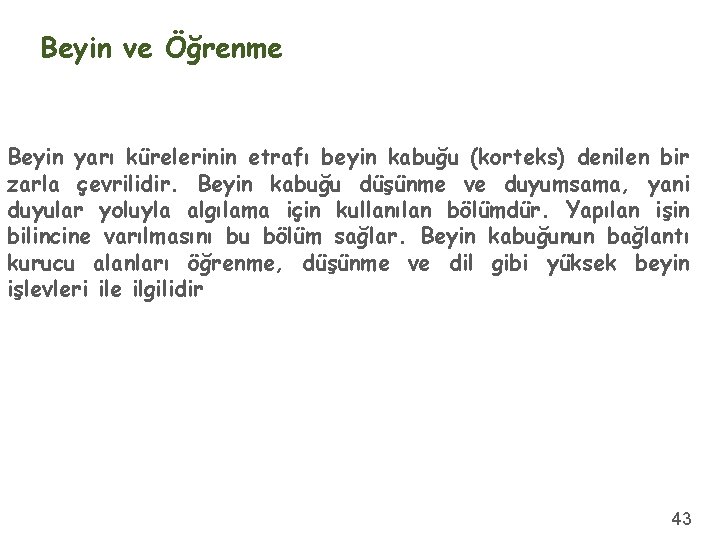 Beyin ve Öğrenme Beyin yarı kürelerinin etrafı beyin kabuğu (korteks) denilen bir zarla çevrilidir.