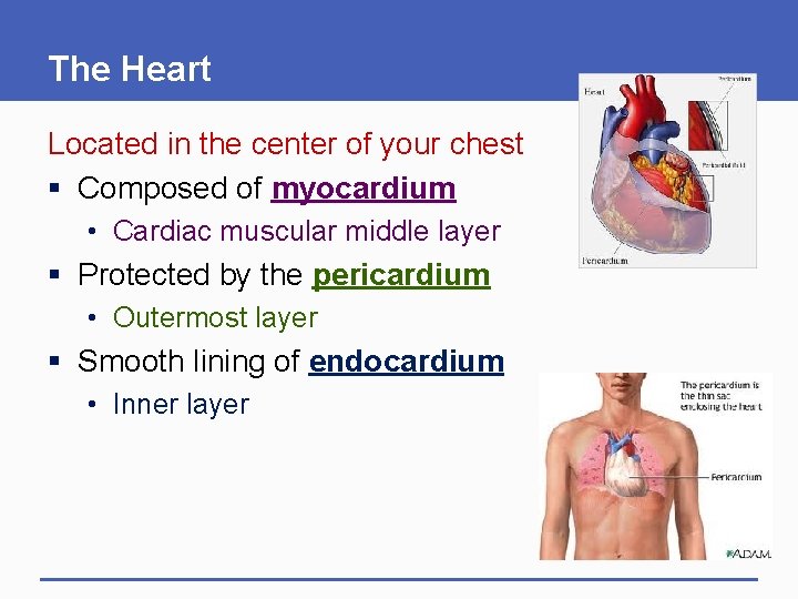 The Heart Located in the center of your chest § Composed of myocardium •