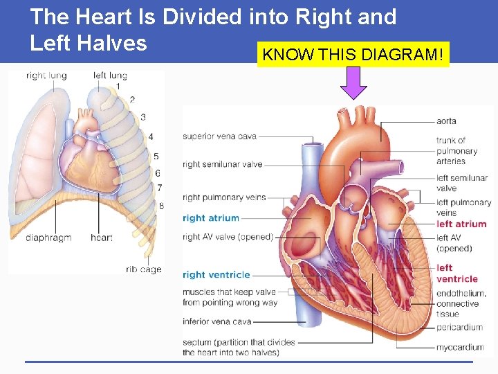 The Heart Is Divided into Right and Left Halves KNOW THIS DIAGRAM! 