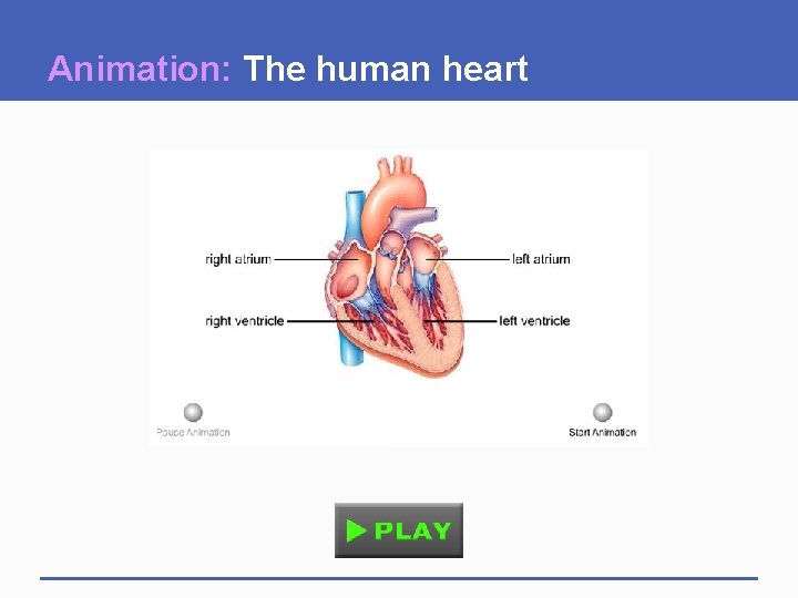 Animation: The human heart 