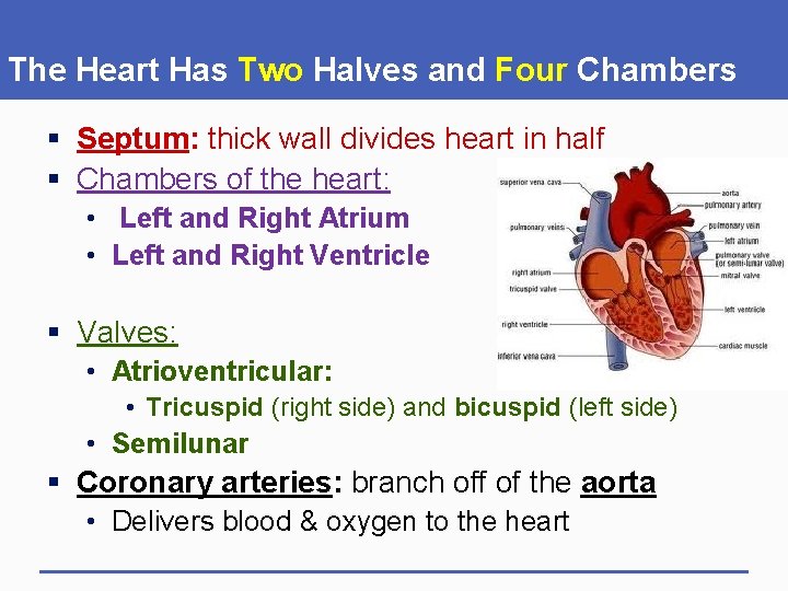 The Heart Has Two Halves and Four Chambers § Septum: thick wall divides heart
