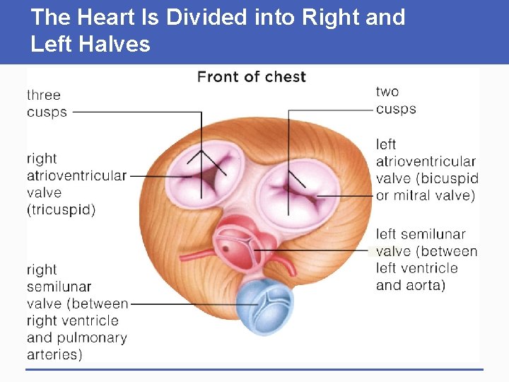 The Heart Is Divided into Right and Left Halves 