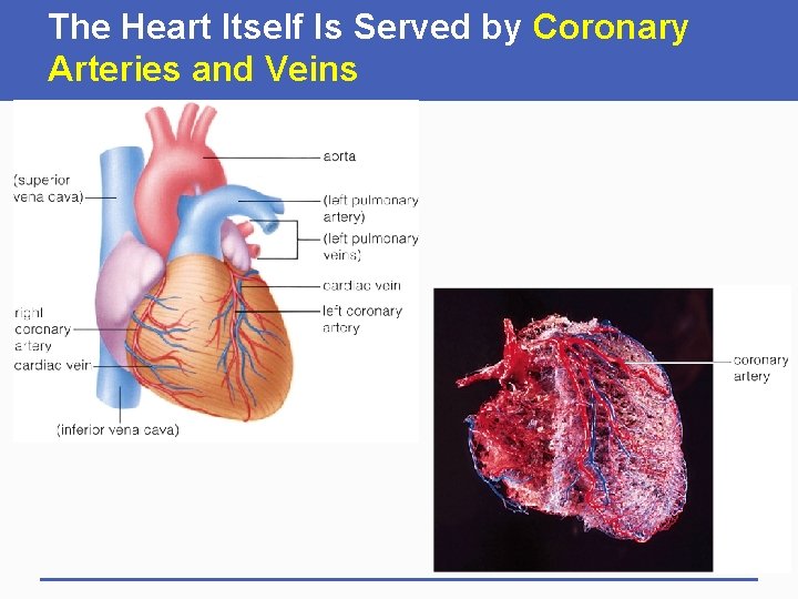 The Heart Itself Is Served by Coronary Arteries and Veins 