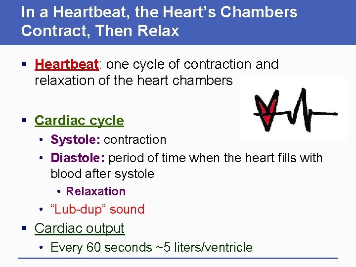 In a Heartbeat, the Heart’s Chambers Contract, Then Relax § Heartbeat: one cycle of