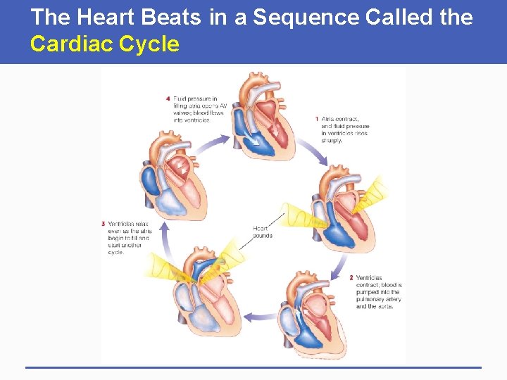 The Heart Beats in a Sequence Called the Cardiac Cycle 