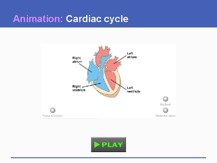 Animation: Cardiac cycle 