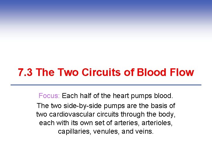7. 3 The Two Circuits of Blood Flow Focus: Each half of the heart