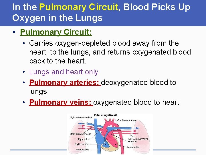 In the Pulmonary Circuit, Blood Picks Up Oxygen in the Lungs § Pulmonary Circuit:
