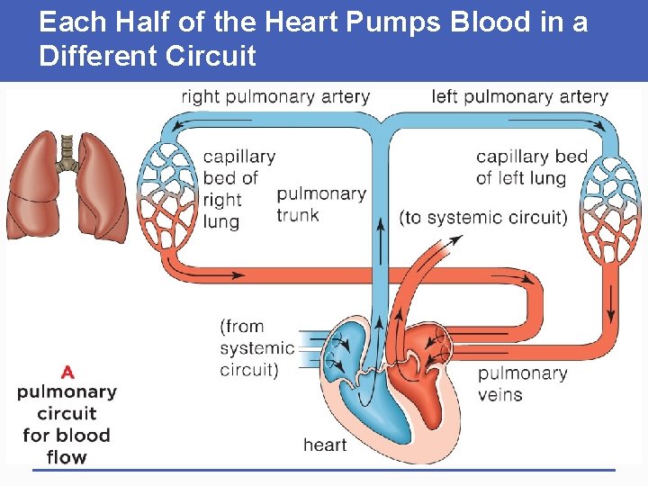 Each Half of the Heart Pumps Blood in a Different Circuit 
