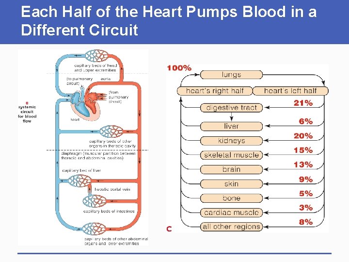 Each Half of the Heart Pumps Blood in a Different Circuit 