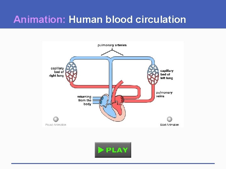 Animation: Human blood circulation 