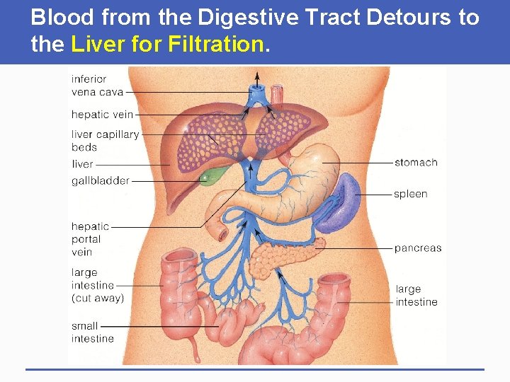 Blood from the Digestive Tract Detours to the Liver for Filtration. 