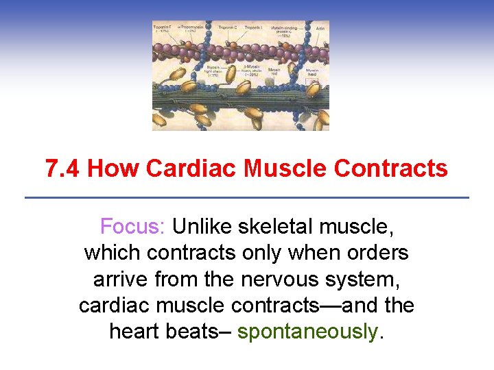 7. 4 How Cardiac Muscle Contracts Focus: Unlike skeletal muscle, which contracts only when