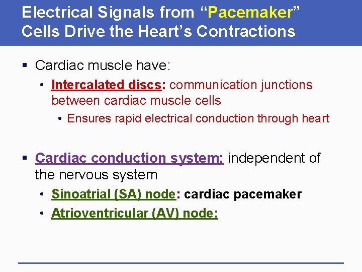 Electrical Signals from “Pacemaker” Cells Drive the Heart’s Contractions § Cardiac muscle have: •