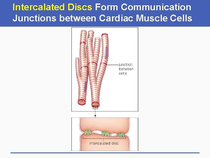 Intercalated Discs Form Communication Junctions between Cardiac Muscle Cells 