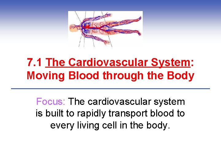 7. 1 The Cardiovascular System: Moving Blood through the Body Focus: The cardiovascular system