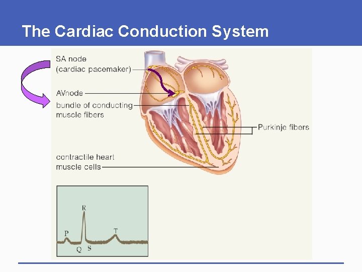 The Cardiac Conduction System 