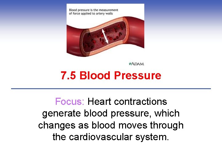 7. 5 Blood Pressure Focus: Heart contractions generate blood pressure, which changes as blood