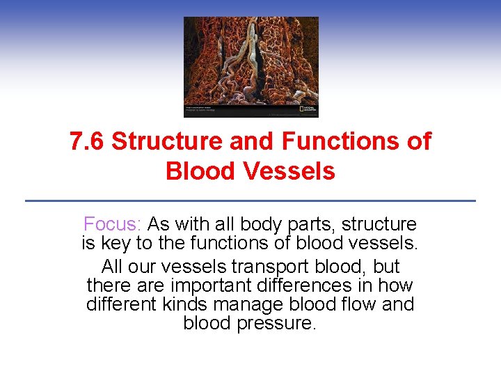 7. 6 Structure and Functions of Blood Vessels Focus: As with all body parts,