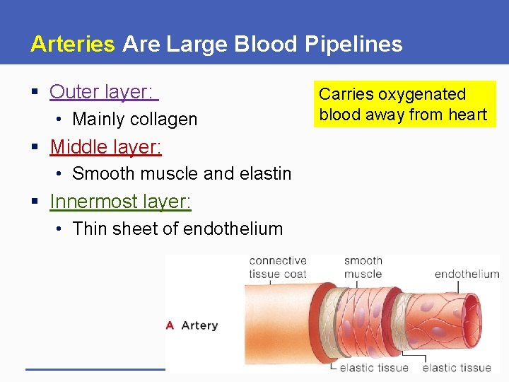 Arteries Are Large Blood Pipelines § Outer layer: • Mainly collagen § Middle layer: