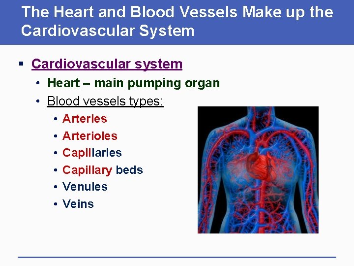 The Heart and Blood Vessels Make up the Cardiovascular System § Cardiovascular system •