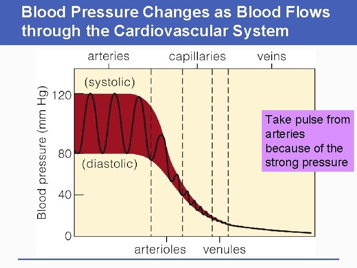 Blood Pressure Changes as Blood Flows through the Cardiovascular System Take pulse from arteries