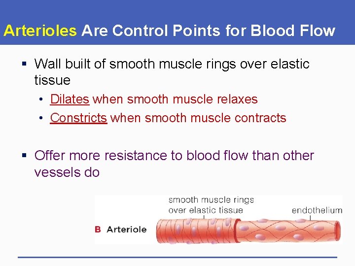 Arterioles Are Control Points for Blood Flow § Wall built of smooth muscle rings